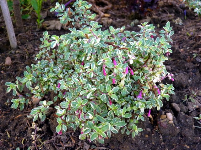 Fuchsia microphylla 'Variegata'
